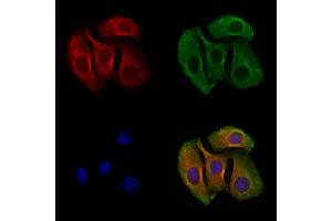 ABIN6258210 and ABIN6273865 staining Hela cells by IF/ICC. (GPR27 Antikörper  (Internal Region))