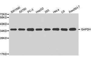 Western blot analysis of extracts of various cell lines, using GAPDH antibody at 1:2000 dilution. (GAPDH Antikörper)