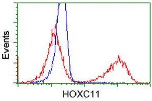 HEK293T cells transfected with either RC201475 overexpress plasmid (Red) or empty vector control plasmid (Blue) were immunostained by anti-HOXC11 antibody (ABIN2454338), and then analyzed by flow cytometry. (HOXC11 Antikörper)