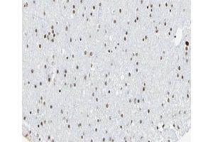 ABIN6266615 at 1/100 staining human brain tissue sections by IHC-P. (Cyclin L1 Antikörper  (C-Term))