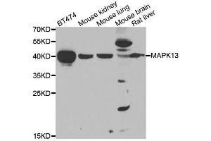 Western blot analysis of extracts of various cell lines, using MAPK13 antibody. (MAPK13 Antikörper  (AA 1-365))