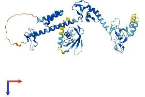 RBCK1 Protein (AA 1-508) (His tag)