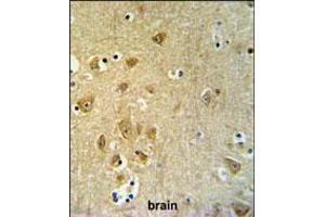 KLC2 Antibody IHC analysis in formalin fixed and paraffin embedded brain tissue followed by peroxidase conjugation of the secondary antibody and DAB staining. (KLC2 Antikörper  (C-Term))