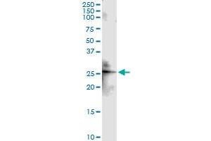 Immunoprecipitation of CLDN4 transfected lysate using anti-CLDN4 MaxPab rabbit polyclonal antibody and Protein A Magnetic Bead , and immunoblotted with CLDN4 MaxPab mouse polyclonal antibody (B01) (Claudin 4 Antikörper  (AA 1-209))