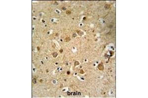DLL4 Antibody (C-term) (ABIN653922 and ABIN2843156) IHC analysis in formalin fixed and paraffin embedded brain tissue followed by peroxidase conjugation of the secondary antibody and DAB staining.