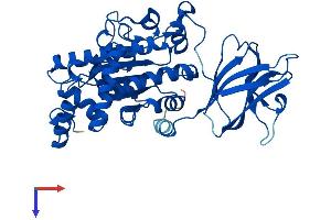 SEC14L2 Protein (AA 1-403) (His tag)