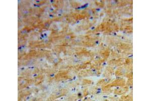 Used in DAB staining on fromalin fixed paraffin-embedded Heart tissue (Angiopoietin 2 Antikörper  (AA 269-496))