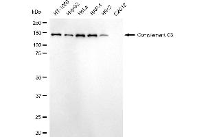 anti-Complement Component 3 (C3) antibody