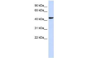 SGMS2 antibody used at 1 ug/ml to detect target protein.