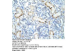 Rabbit Anti-DAZAP1 Antibody  Paraffin Embedded Tissue: Human Kidney Cellular Data: Epithelial cells of renal tubule Antibody Concentration: 4. (DAZAP1 Antikörper  (C-Term))