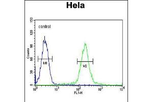 Flow cytometric analysis of Hela cells (right histogram) compared to a negative control cell (left histogram). (GALNT4 Antikörper  (N-Term))