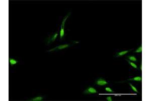 Immunofluorescence (IF) image for anti-Timeless Homolog (TIMELESS) (AA 1-1208) antibody (ABIN948752)
