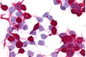 Image no. 1 for anti-Prostaglandin E Receptor 4 (Subtype EP4) (PTGER4) (C-Term) antibody (ABIN1049258) (PTGER4 Antikörper  (C-Term))
