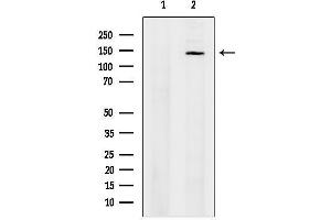 Western blot analysis of lysates from 3, using Exportin-5 Antibody.