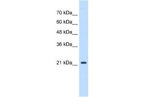 PGRMC1 antibody used at 0. (PGRMC1 Antikörper  (N-Term))