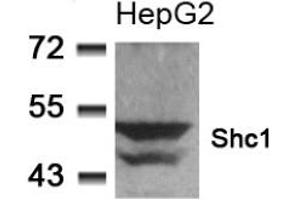 Image no. 2 for anti-SHC (Src Homology 2 Domain Containing) Transforming Protein 1 (SHC1) (Tyr349) antibody (ABIN197588) (SHC1 Antikörper  (Tyr349))