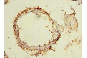 Immunohistochemistry of paraffin-embedded human testis tissue using ABIN7165386 at dilution of 1:100 (FAM126B Antikörper  (AA 281-530))