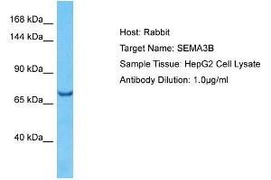 Host: Rabbit Target Name: SEMA3B Sample Type: HepG2 Whole Cell lysates Antibody Dilution: 1. (SEMA3B Antikörper  (Middle Region))