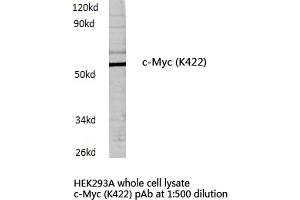 Western blot (WB) analysis of c-Myc antibody in extracts from HEK293A cells. (c-MYC Antikörper)