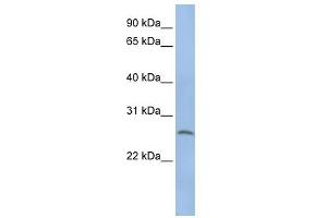 Elastase 1 antibody (Pancreatic) used at 1 ug/ml to detect target protein. (CELA1 Antikörper  (N-Term))