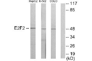 Western blot analysis of extracts from HepG2 cells, K562 cells and COLO205 cells, usingantibody. (E2F2 Antikörper)