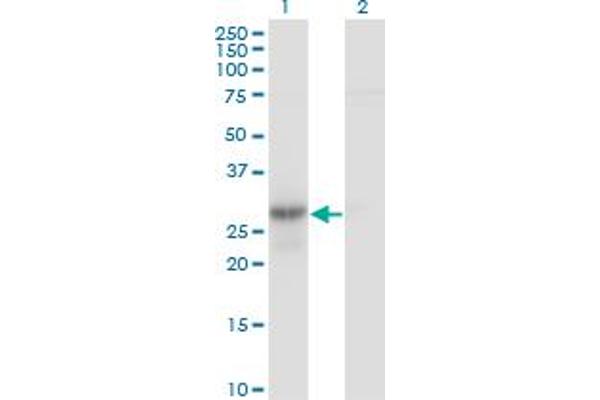 Geminin antibody  (AA 110-209)