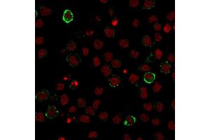 Immunofluorescence staining of U937 cells using CD15 Monoclonal Antibody (Leu-M1) followed by goat anti-Mouse IgG conjugated to CF488 (green). (CD15 Antikörper)