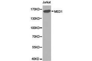 Western Blotting (WB) image for anti-Mediator Complex Subunit 1 (MED1) antibody (ABIN1873680) (MED1 Antikörper)