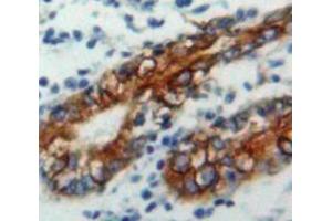 IHC-P analysis of Stomach tissue, with DAB staining. (CD79a Antikörper  (AA 36-219))