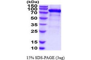SDS-PAGE (SDS) image for Folate Hydrolase (Prostate-Specific Membrane Antigen) 1 (FOLH1) (AA 45-752) protein (His tag) (ABIN5778706)