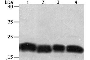 Western Blot analysis of Jurkat and hela cell, Human fetal lung tissue and A549 cell using PDCD6 Polyclonal Antibody at dilution of 1:200