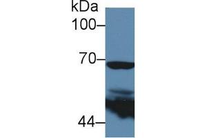 Western blot analysis of Human 293T cell lysate, using Mouse PTGS2 Antibody (5 µg/ml) and HRP-conjugated Goat Anti-Rabbit antibody ( (PTGS2 Antikörper  (AA 240-351))
