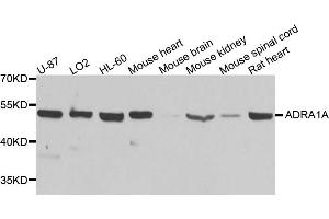 Western blot analysis of extracts of various cell lines, using ADRA1A antibody (ABIN5970687) at 1/1000 dilution. (alpha 1 Adrenergic Receptor Antikörper)