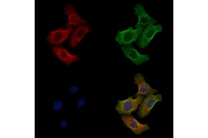 ABIN6258242 and ABIN6275903 staining Hela cells by IF/ICC. (Follistatin Antikörper  (Internal Region))