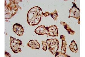 IHC image of ABIN7157971 diluted at 1:600 and staining in paraffin-embedded human placenta tissue performed on a Leica BondTM system.