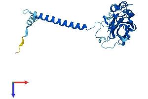 ATP1B2 Protein (AA 1-290) (His tag)