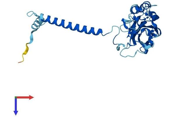ATP1B2 Protein (AA 1-290) (His tag)