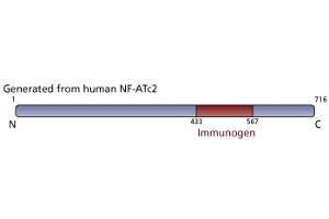 Image no. 2 for anti-Nuclear Factor of Activated T-Cells, Cytoplasmic, Calcineurin-Dependent 2 (NFAT1) (AA 433-567) antibody (ABIN967558)