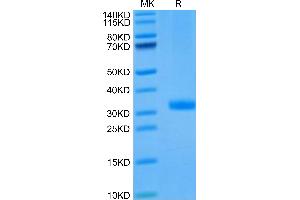 Mouse ANGPT2 on Tris-Bis PAGE under reduced condition. (Angiopoietin 2 Protein (ANGPT2) (AA 275-496) (His tag))