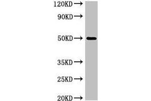 Western Blot Positive WB detected in: K562 whole cell lysate All lanes: SGMS1 antibody at 4 μg/mL Secondary Goat polyclonal to rabbit IgG at 1/50000 dilution Predicted band size: 49, 26 kDa Observed band size: 49 kDa (Sphingomyelin Synthase 1 Antikörper  (AA 48-137))