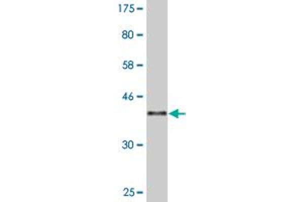 HINT1 Antikörper  (AA 1-126)