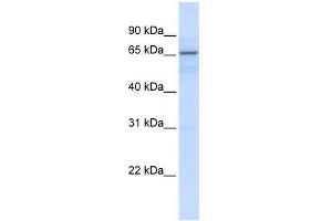 ZNF256 antibody used at 0. (ZNF256 Antikörper  (N-Term))