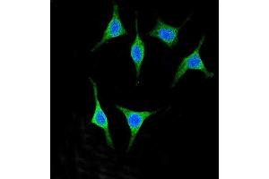 Confocal immunofluorescent analysis of Y2A Antibody (C-term) (ABIN651607 and ABIN2840322) with 293 cell followed by Alexa Fluor® 488-conjugated goat anti-rabbit lgG (green). (AMY2A Antikörper  (C-Term))