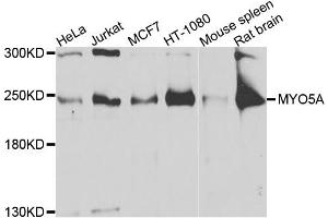 Western blot analysis of extracts of various cell lines, using MYO5A antibody. (MYO5A Antikörper)