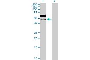 Western Blot analysis of LGMN expression in transfected 293T cell line by LGMN MaxPab polyclonal antibody. (LGMN Antikörper  (AA 1-433))