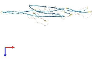 Golgin A3 Protein (GOLGA3) (AA 1-1487) (His tag)