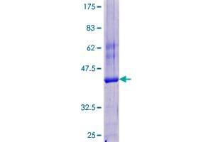 SDS-PAGE (SDS) image for Tat (AA 1-142) protein (GST tag) (ABIN1785391) (Tat (AA 1-142) protein (GST tag))