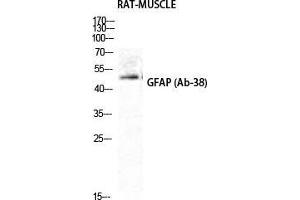 Western Blot (WB) analysis of Rat Muscle cells using GFAP Polyclonal Antibody. (GFAP Antikörper  (Ser423))