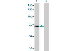 Western Blot analysis of ADCK2 expression in transfected 293T cell line by ADCK2 MaxPab polyclonal antibody. (ADCK2 Antikörper  (AA 1-626))
