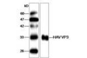 Image no. 1 for anti-Hepatitis A Virus VP3 (HAV VP3) antibody (ABIN791597) (HAV VP3 Antikörper)